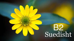 Learn Swedish – Chat!